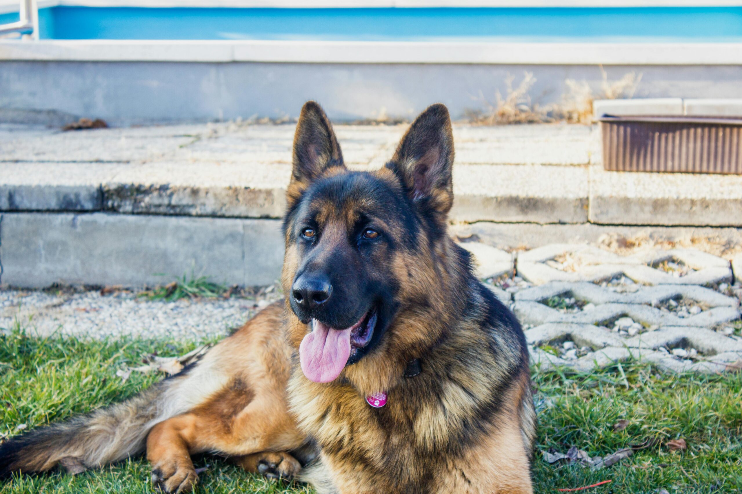 blue german shepherd dog siting on a garden