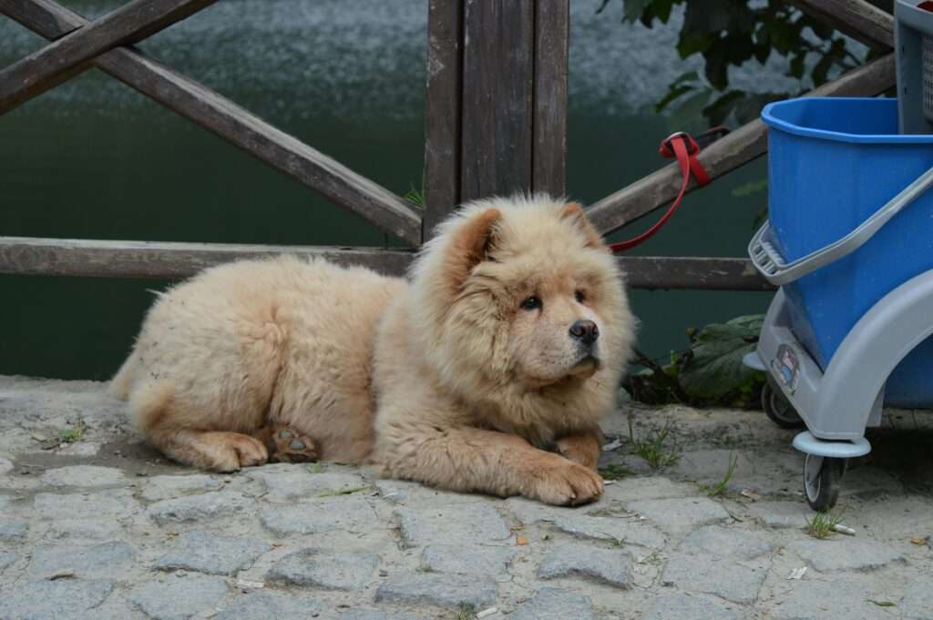 Chow Chow one of the most aggressive dog breeds of 2024 sitting on some place