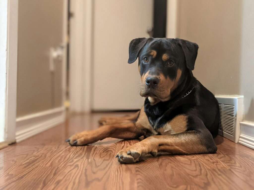 Rottweiler one of the most aggressive dog breeds sitting in the corner of the house