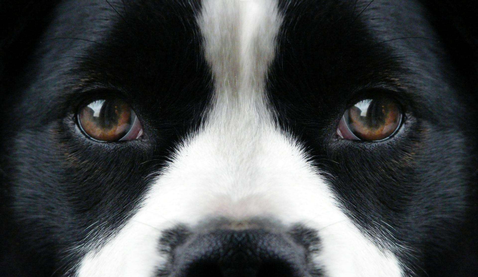 One of the most aggressive dog breed eyes looking straight