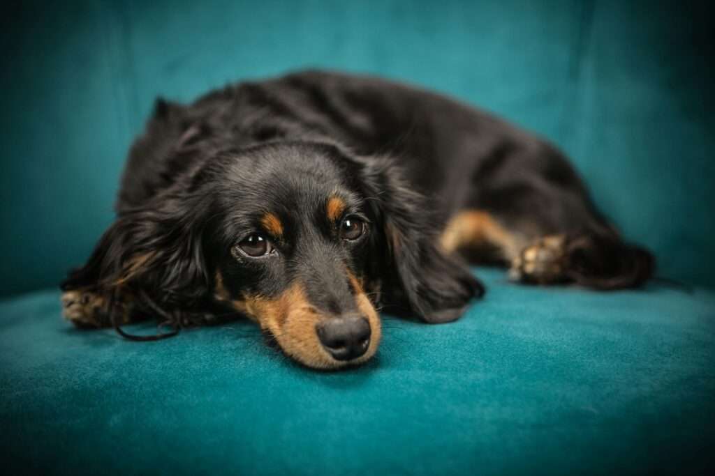 Black Dapple Dachshund sitting on a sofa and looking towards me