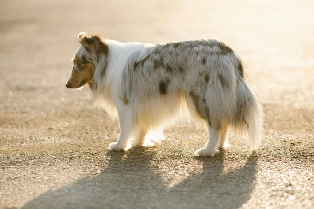 Rough Collie one of the most aggressive dog breed of 2024 standing and looking something