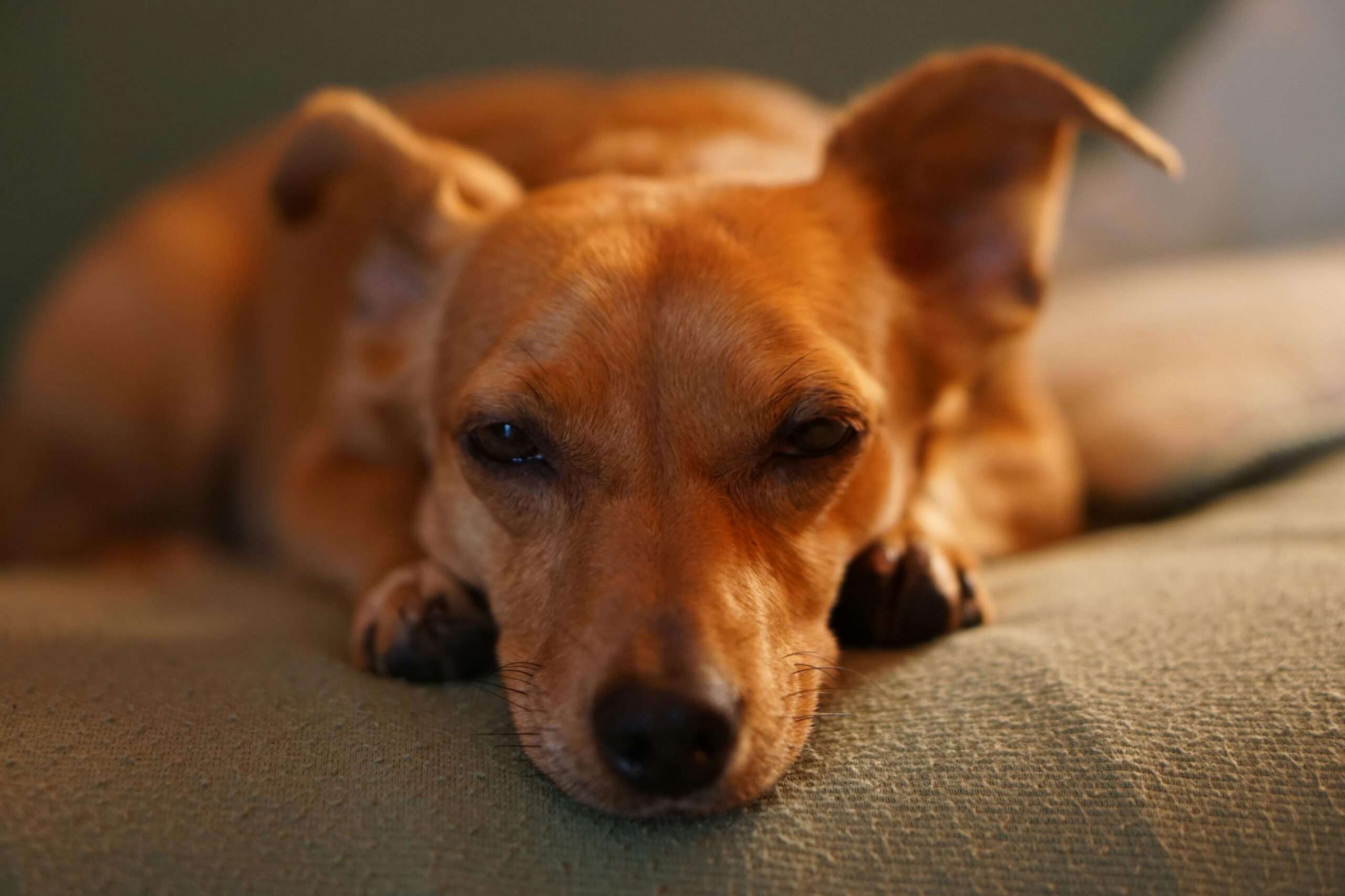 Dapple Dachshund sitting on a sofa in a house