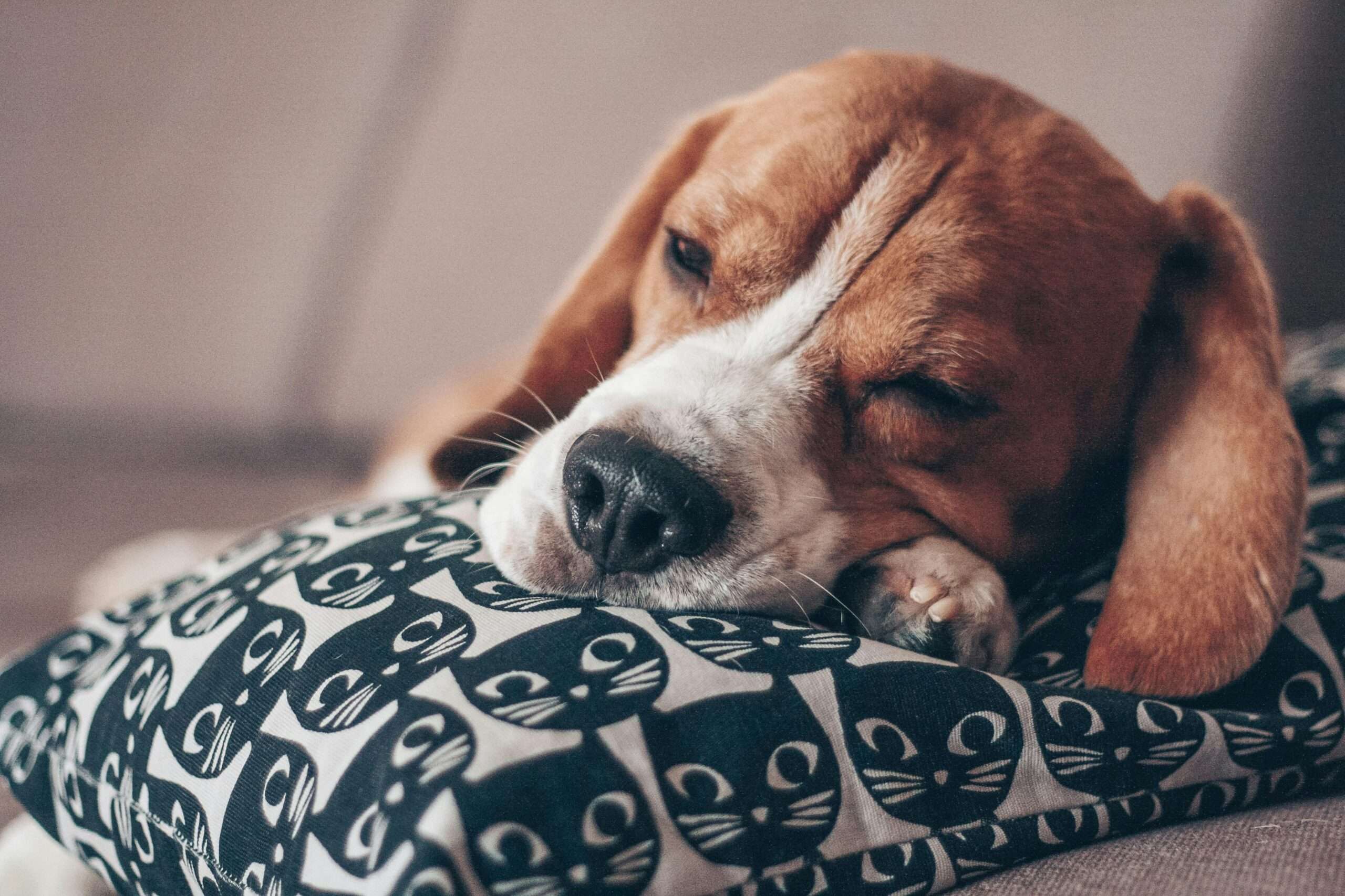 dog is sleeping in the room on pillow