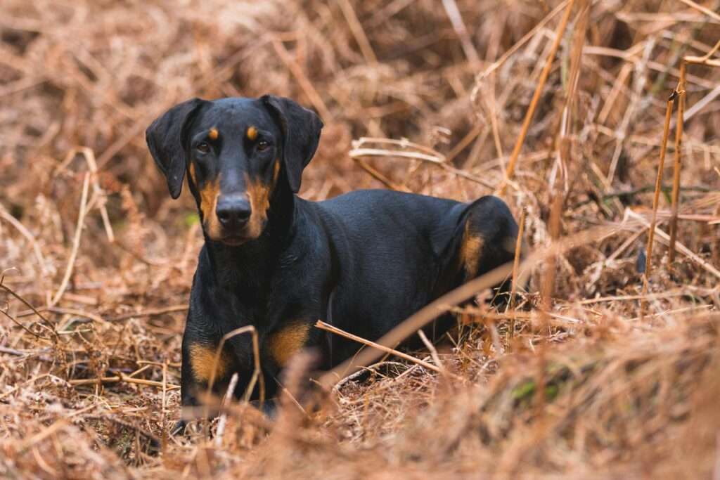 Doberman Pinschers one of the most aggressive dog breeds hiding in the grass