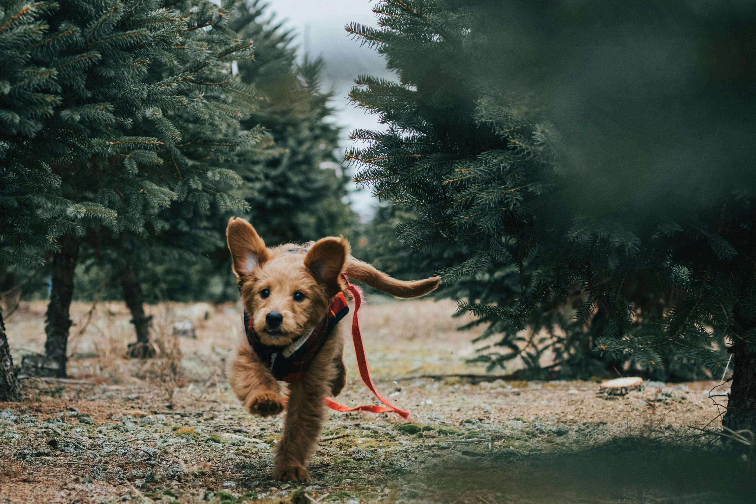 Mini Goldendoodle running in the jungle