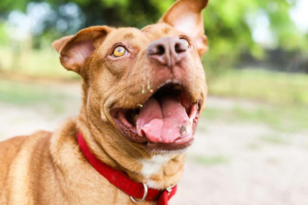 merican Pitbull Terrier one of the most aggressive dog breeds standing in the park