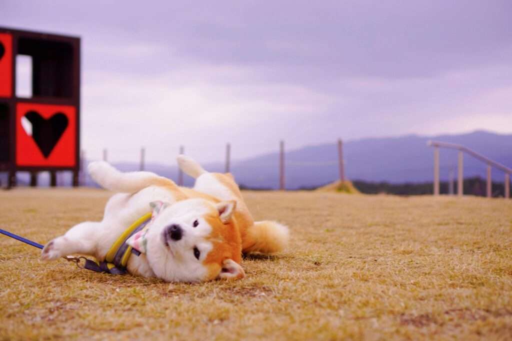 Akita one of the most aggressive dog breeds of 2024 lying on the grass