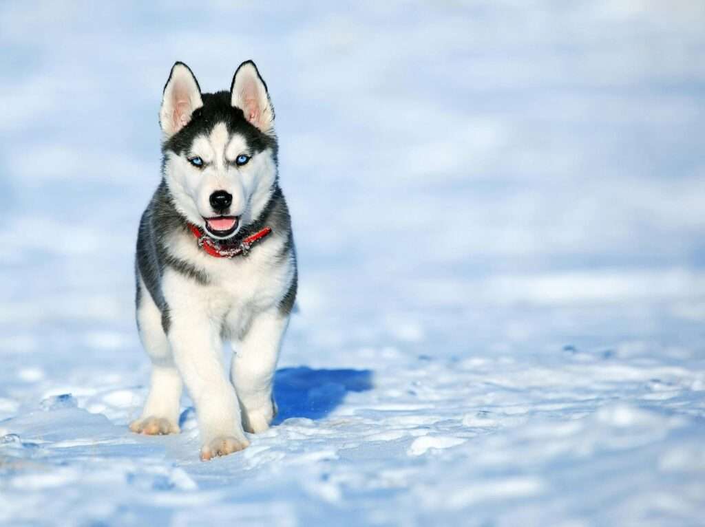 Siberian Husky one of the most aggressive dog breeds coming towards in some cold area