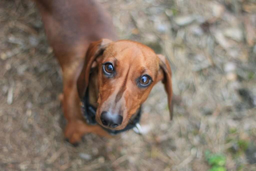 Dachshund one of the most aggressive dog breeds of 2024 standing and looking on the sky