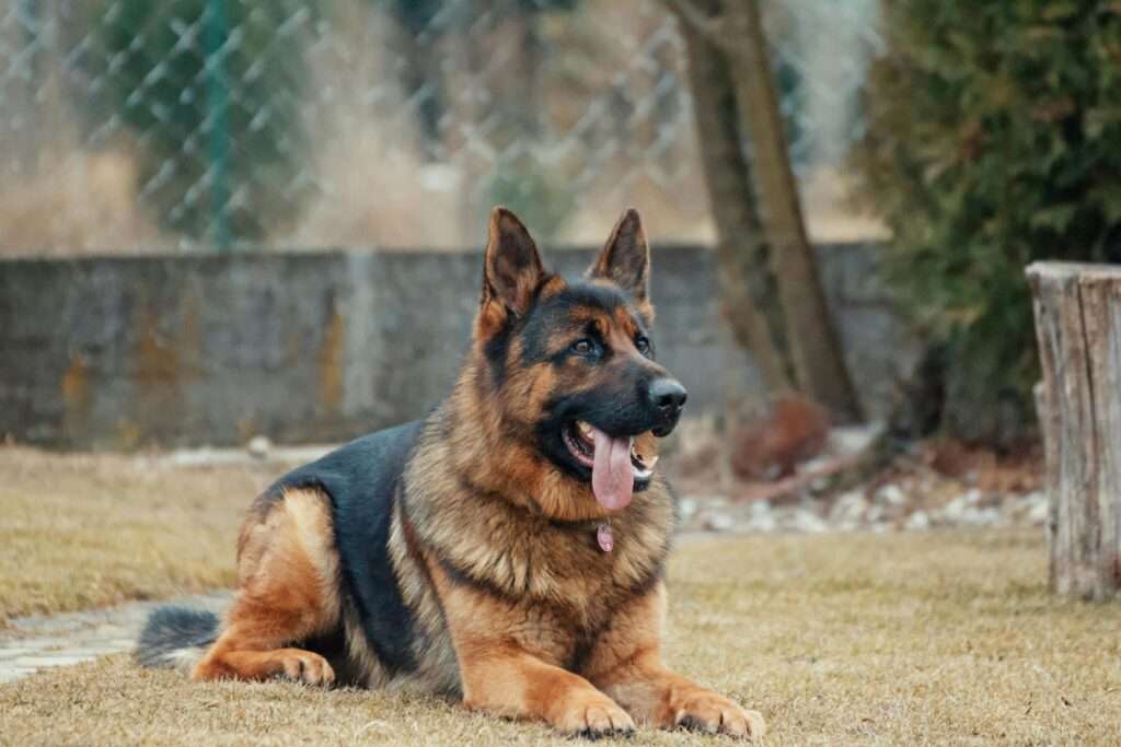 German Shepherd one of the most aggressive dog breeds sitting on the grass